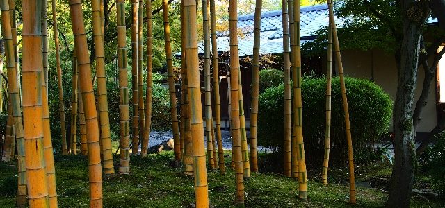 竹の足場